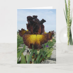 "TUSCAN SUMMER" BLANK IRIS GREETING CARD