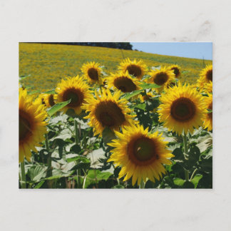 Tuscan_Sunflowers2 Postcard