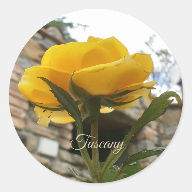 Tuscan yelllow rose. classic round sticker (Front)