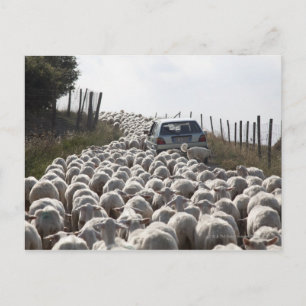 tuscany farmland road, car blocked by herd of postcard
