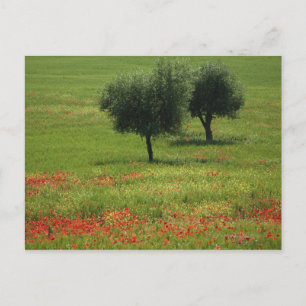 Tuscany Postcard