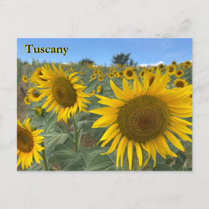 Tuscany Sunflowers postcard