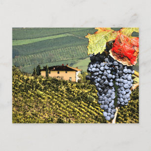 Tuscany Vineyard Postcard