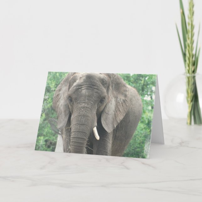 Tusked Elephant  Greeting Card (Front)