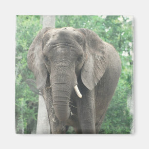 Tusked Elephant Magnet