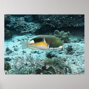 Tuskfish Poster