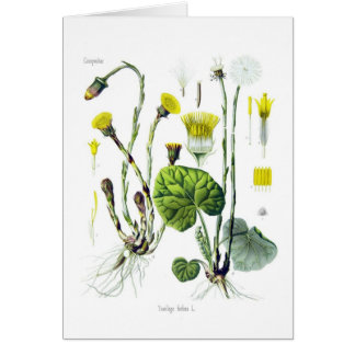 Tussilago farfara (Coltsfoot)