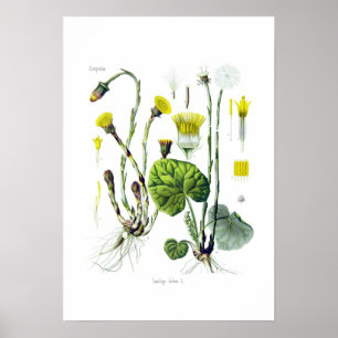 Tussilago farfara (Coltsfoot) Poster