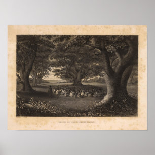 Tutui Trees, Hawaii Poster