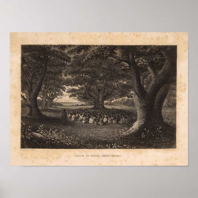 Tutui Trees, Hawaii Poster (Front)