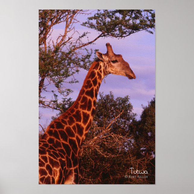 Tutwa, giraffe in Tetswana language, Poster (Front)
