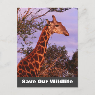 Tutwa Save Our Wildlife Postcard
