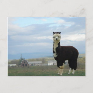 Tuxedo Alpaca Postcard
