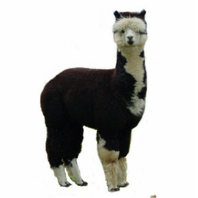 Tuxedo Alpaca Standing Photo Sculpture (Front)
