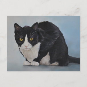 Tuxedo Black White Domestic Shorthair Cat Postcard