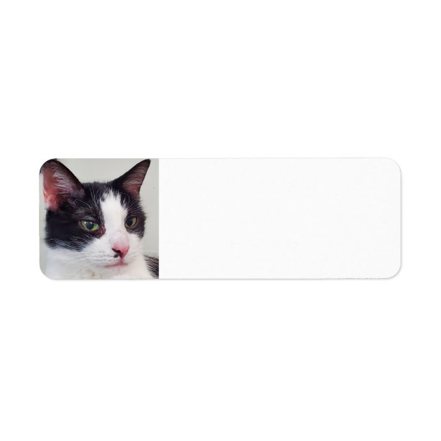 Tuxedo cat (Front)
