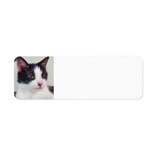 Tuxedo Cat (Front)