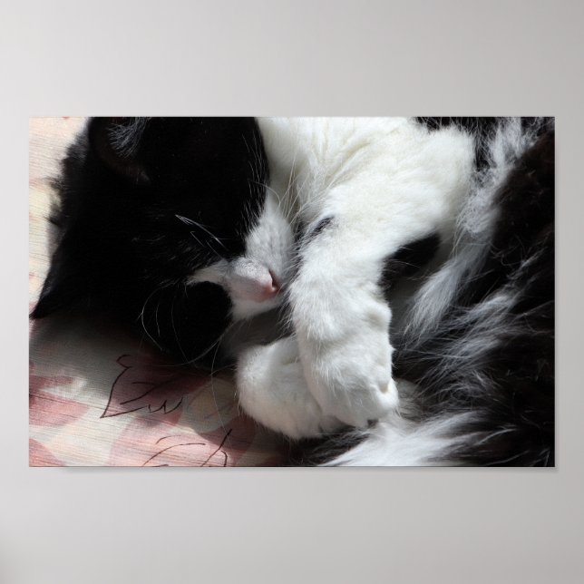 Tuxedo Cat Art Cute Pink Nose Kitty Cats Art Poster (Front)