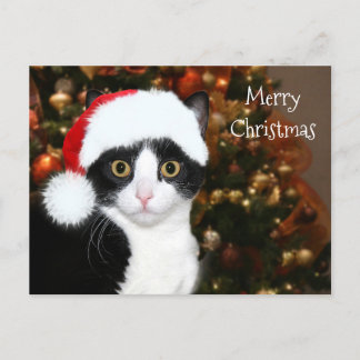 Tuxedo cat Christmas Holiday Postcard