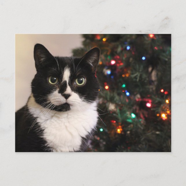 Tuxedo Cat Christmas Postcard (Front)