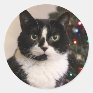 Tuxedo Cat Christmas stickers