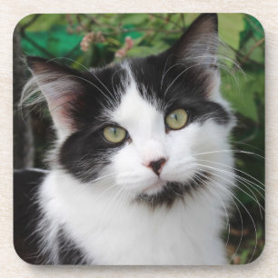 Tuxedo Cat coaster
