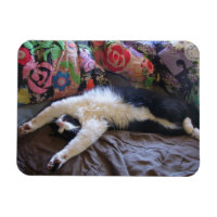 Tuxedo Cat Cute doing a Mexican Wave Postcard