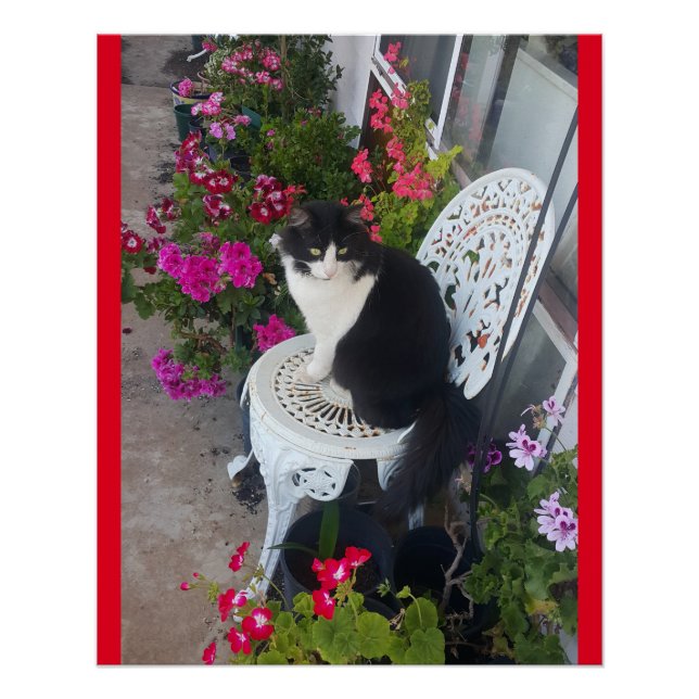Tuxedo Cat Cute Pretty Flowers Cats Birthday Card Poster (Front)