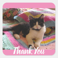 Tuxedo Cat Cute with Pretty Crochet Rug Thank You