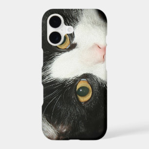 Tuxedo cat face