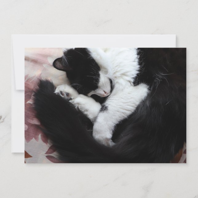 Tuxedo Cat Kitty Cats Black and White Caturday     Holiday Card (Front)
