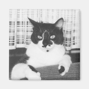 Tuxedo Cat Magnet