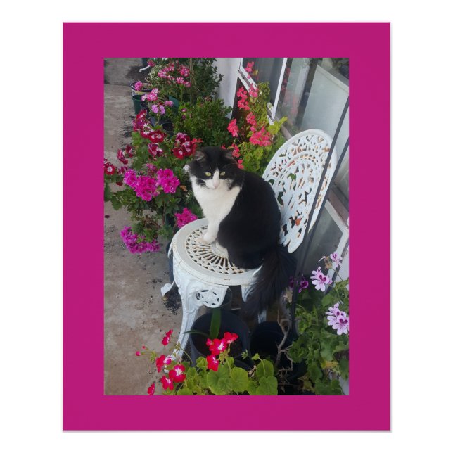 Tuxedo Cat Maroon Dark Pink Cats and Flowers Poster (Front)