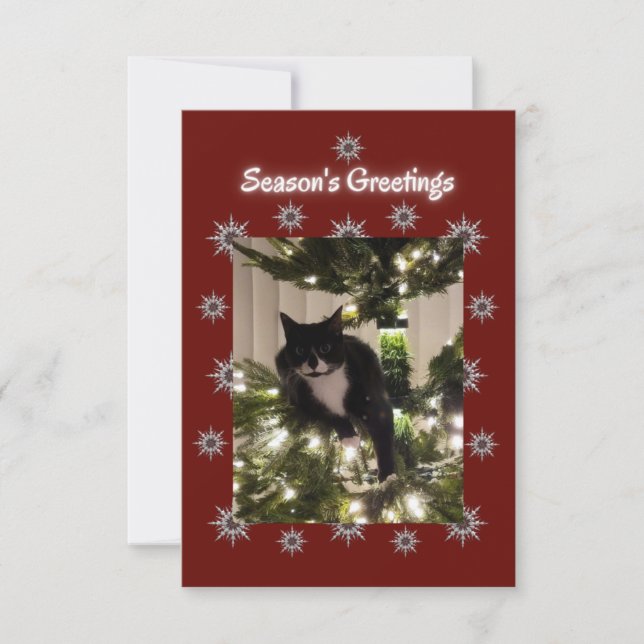 Tuxedo cat playing on a Christmas tree. (Front)