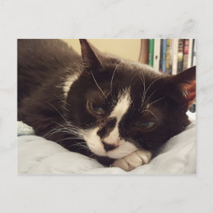 Tuxedo Cat postcard