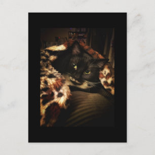 Tuxedo Cat Postcard