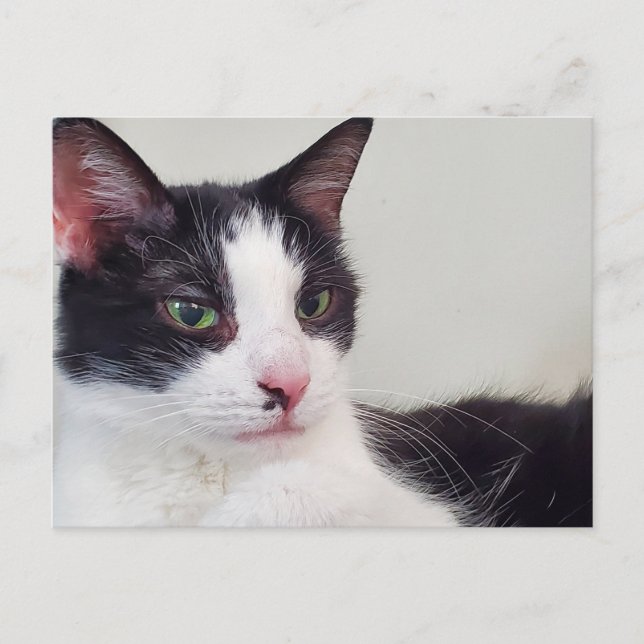 Tuxedo cat postcard (Front)