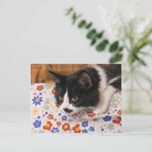 Tuxedo Cat  Postcard