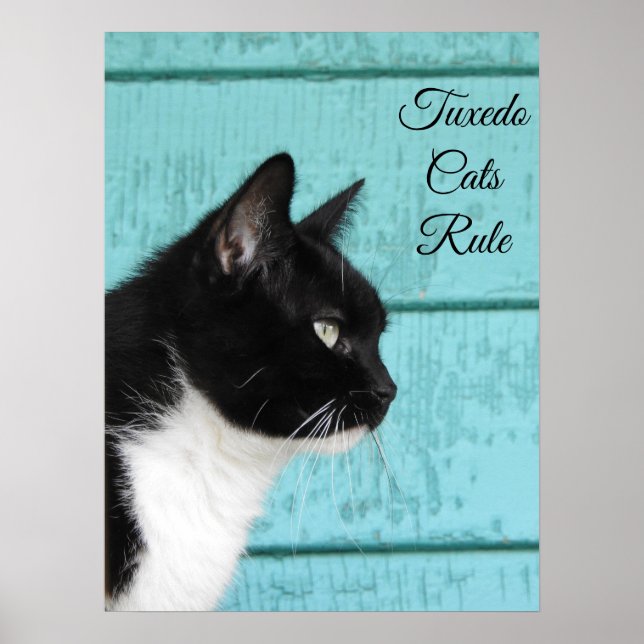 Tuxedo Cat Profile on Teal  Poster (Front)