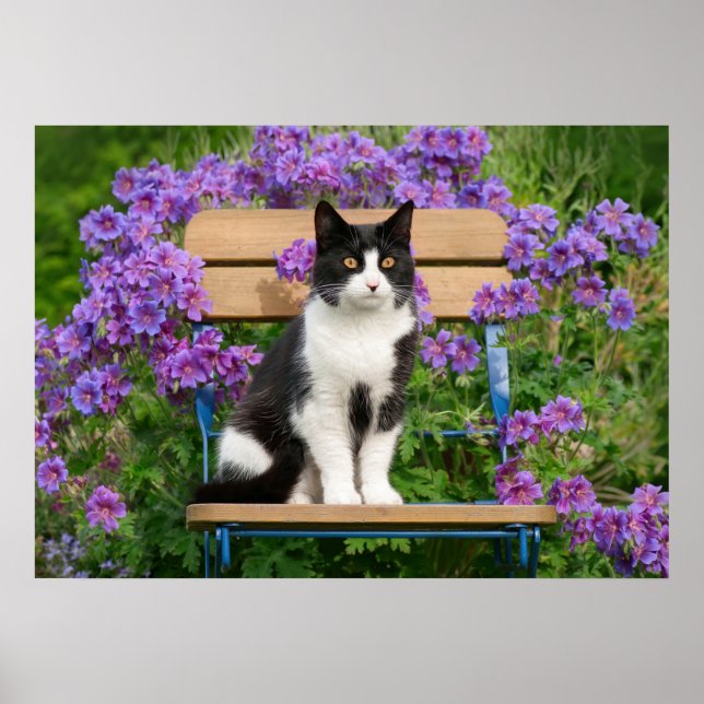 Tuxedo cat sitting on a garden chair with flowers poster (Front)