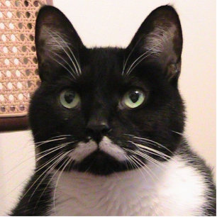 Tuxedo Cat Standing Photo Sculpture