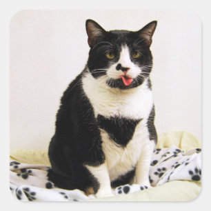 Tuxedo Cat Sticking Out Her tongue Square Sticker