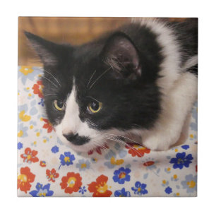 Tuxedo Cat Tile