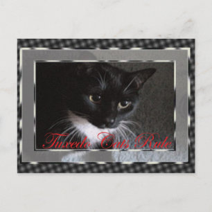 Tuxedo Cats Rule Postcard