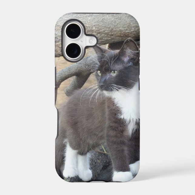 Tuxedo Kitten (Back)