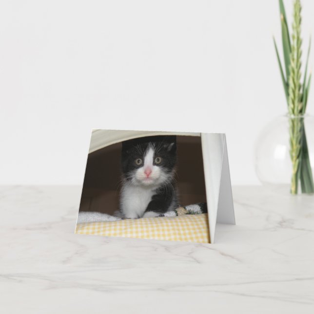 Tuxedo kitten card (Front)