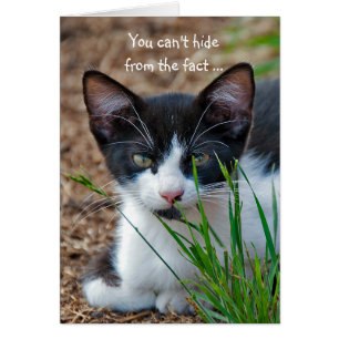 Tuxedo kitten hiding behind grass