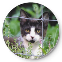 Tuxedo Kitten in the Garden