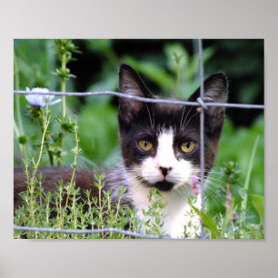 Tuxedo Kitten In the Garden Poster