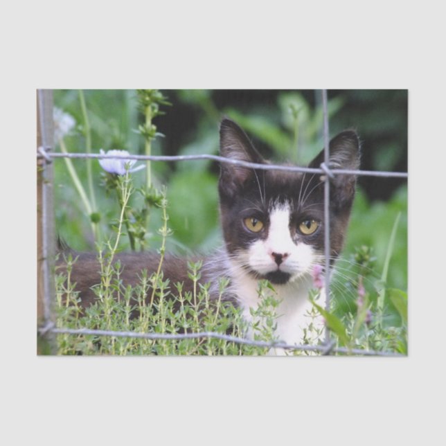 Tuxedo Kitten in the Garden  Tissue Paper (Front)